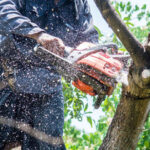 Tampa Quality Tree Service: Cultivating Green Legacies for Generations